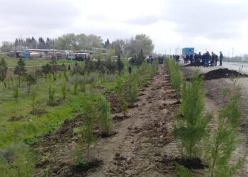 Ölkə ərazisində 1 milyon 611 min ağac əkiləcək