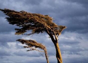 Bakıda güclü külək əsir