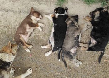 Heyvanlarla rəhmsiz rəftara görə cərimələr artırılır