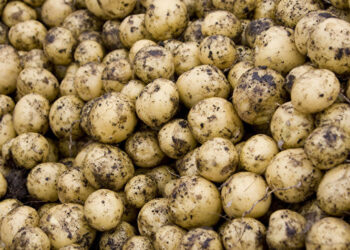 Rusiya Azərbaycandan kartof alacaq