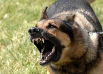 Bakıda itlər sahibini parçalayaraq öldürdü