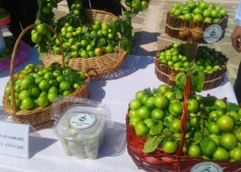 Bakıda fantastik qiymətə alça satılır