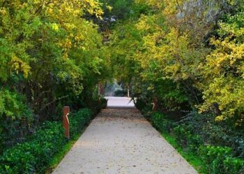 Mərkəzi Nəbatat Bağına giriş neçəyədir?