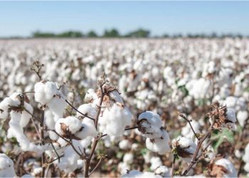Azərbaycanda pambıqçılığa dair yeni dövlət standartları qəbul edilib