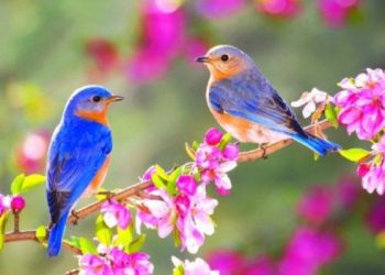 Yaz fəsli Azərbaycana martın 20-də daxil olacaq