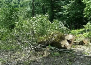 Binəqədi rayonunda “yaşıl soyqırım” – Videofakt