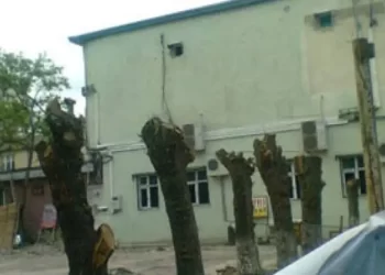 Sumqayıtda 2 il öncə ağacları kəsdi, indi obyekt tikdirir -FOTO