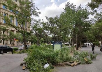 Güclü külək Bakıda 16 ağacı aşırdı