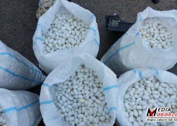 Qazaxda barama tədarükü başa çatıb