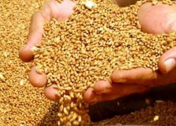 Ərzaqlıq buğdanın qiyməti ilə bağlı sərəncam