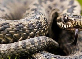 17 nəfəri ilan sancıb