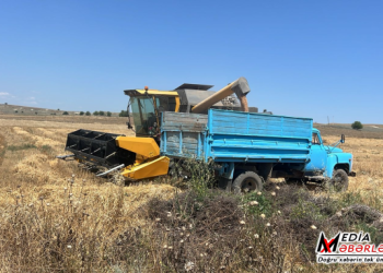 Qazaxda taxıl biçini başa çatıb