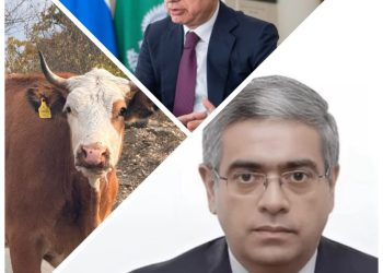 Dabaq xəstəliyi nazirliyin gətirdiyi heyvanlardan yayılıb: AQTA-nın arayışı gizlədib