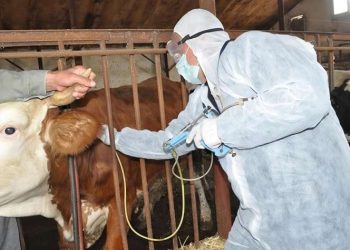 Dabaq xəstəliyinin yayılmasına niyə göz yumulur?