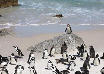 Cənubi Afrika sahillərində ekoloji fəlakət: 62.000 pinqvin aclıqdan öldü
