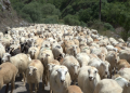 Azərbaycanda qoyunların sayı AZALIR