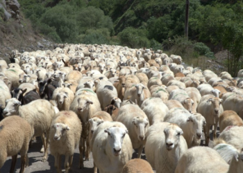 Azərbaycanda qoyunların sayı AZALIR