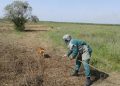 Ötən həftə 1706,4 ha ərazi minalardan təmizlənib